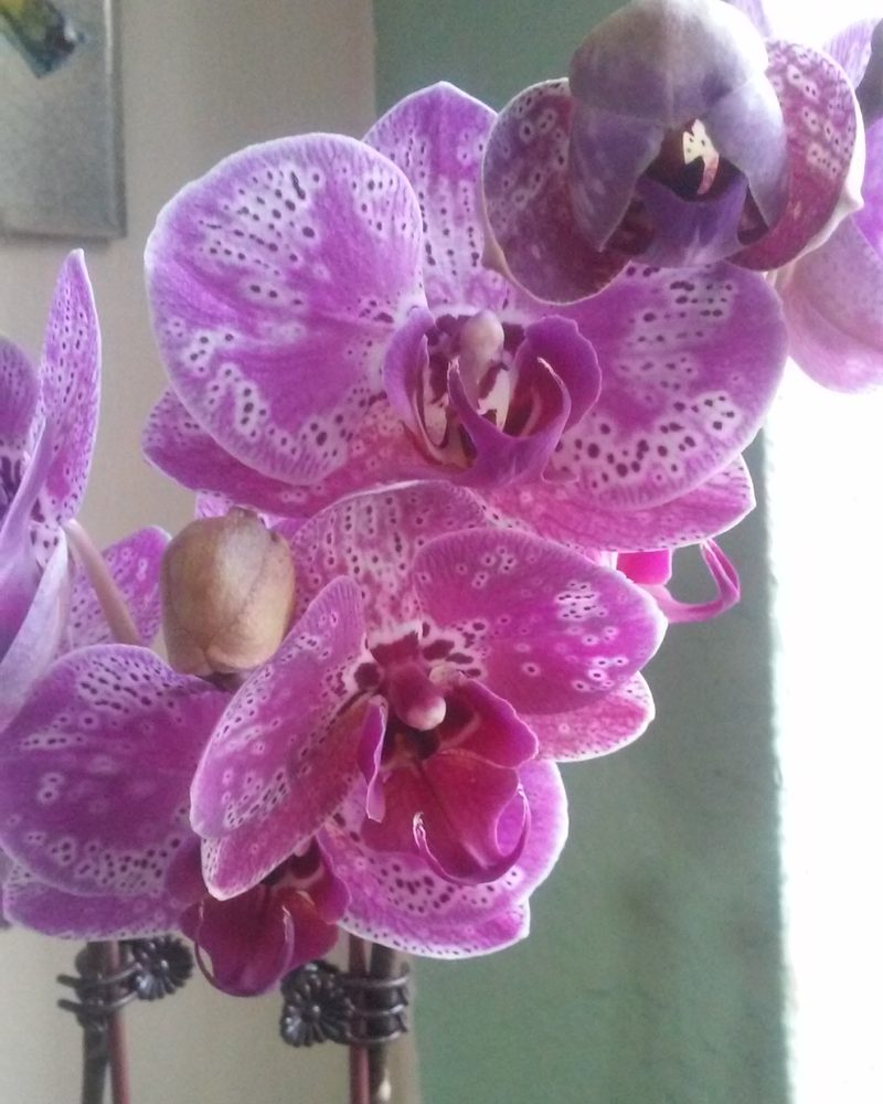 A purple orchid in window light